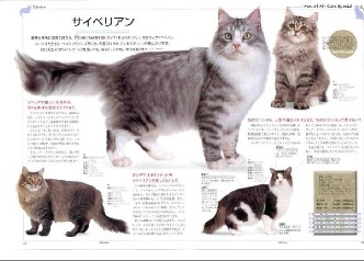 Gosha in Cat's Catalog 2002